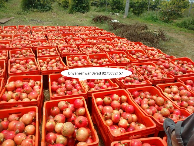 Green Planet Bio Products Nashik Mobile  shop Nashik